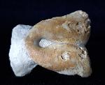Pygope catulloi PICTET 1867 - Bild © FossNet FossilienStore